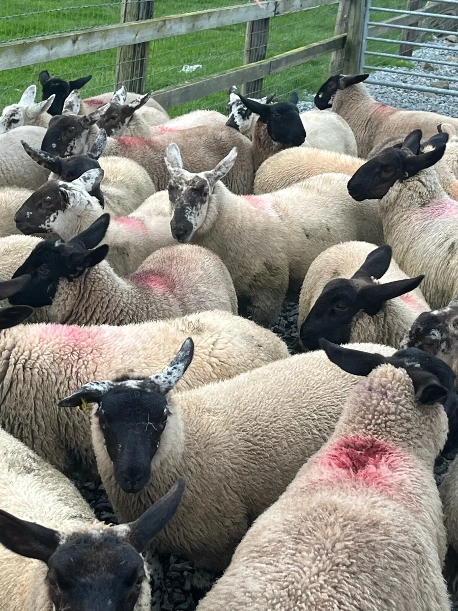 60 ewe lambs for Mountbellew - Image 4