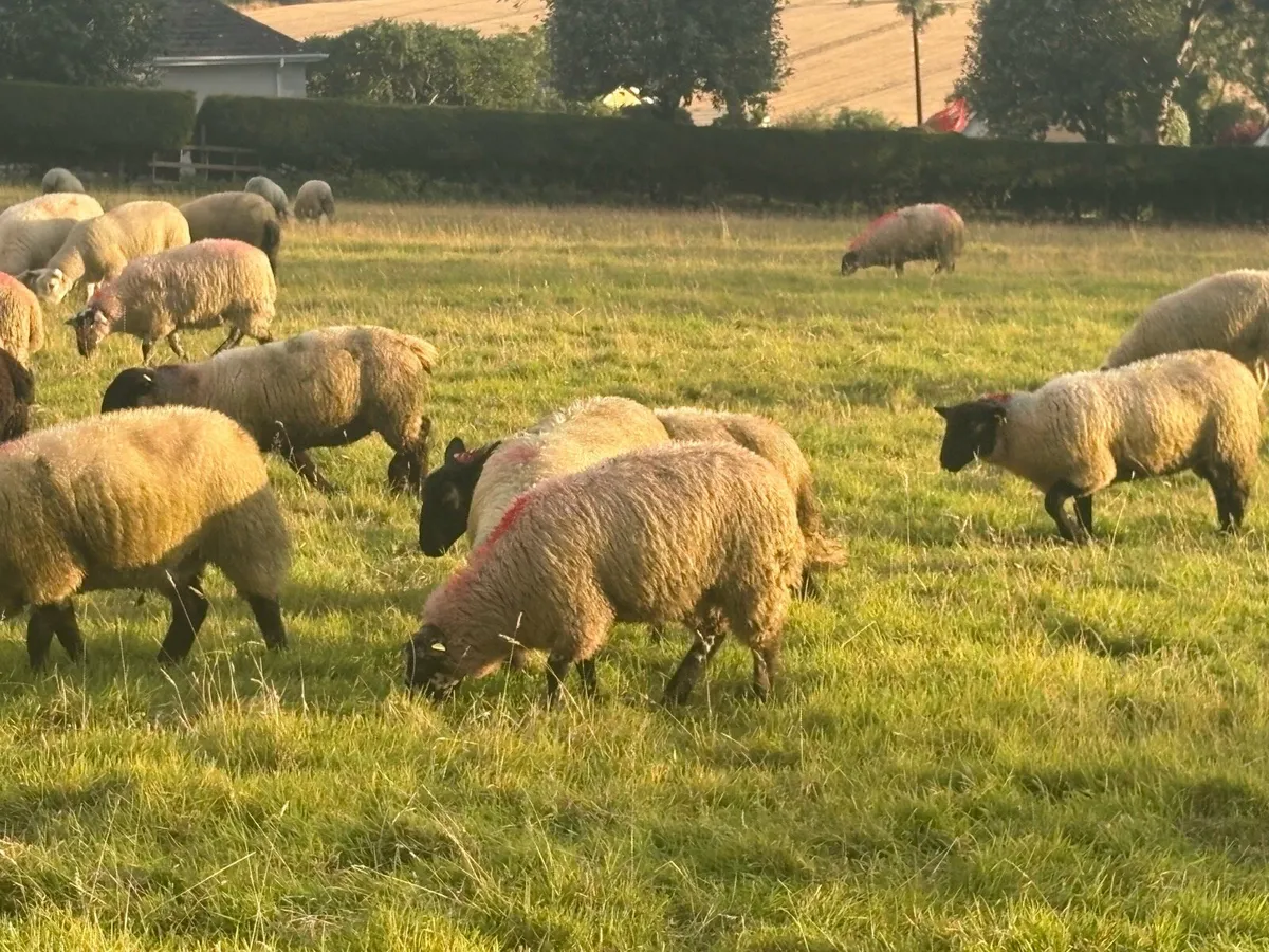 Ewe lambs - Image 2