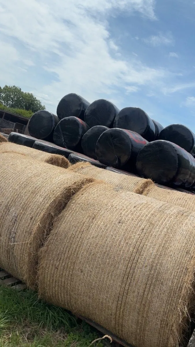 Hay and haylege round bales - Image 2