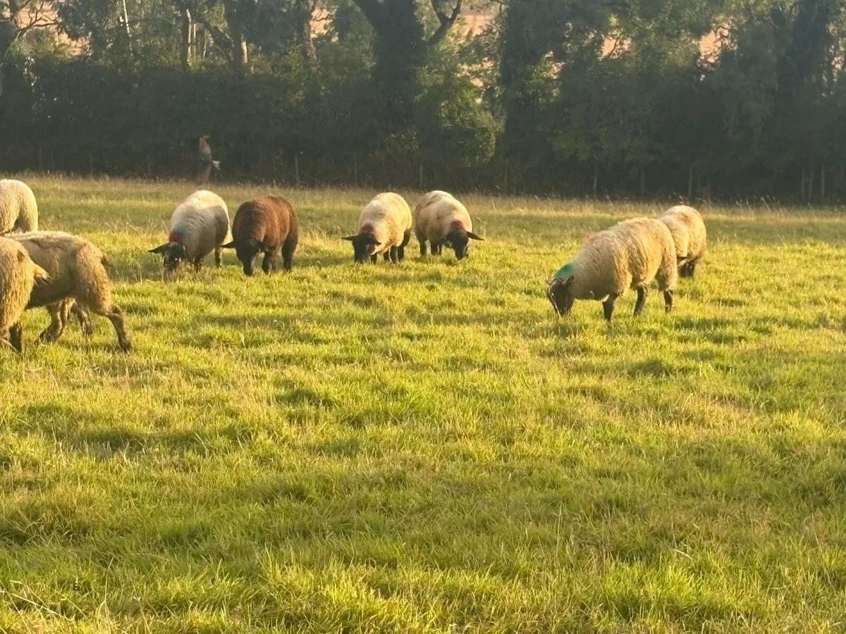 Ewe lambs - Image 3