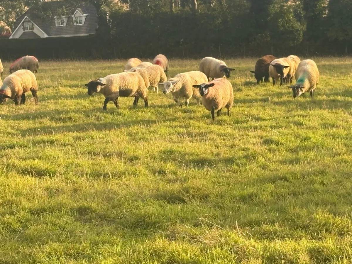 Ewe lambs - Image 4