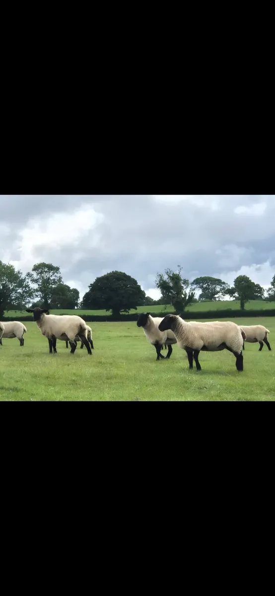 Top Quality Hoggets - Image 1