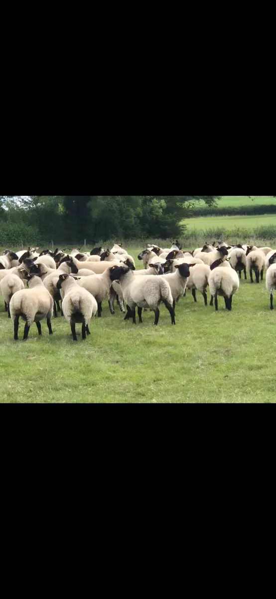 Top Quality Hoggets - Image 2