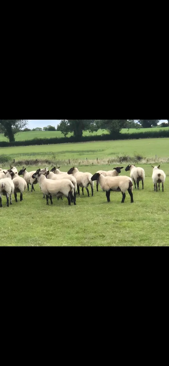 Top Quality Hoggets - Image 3
