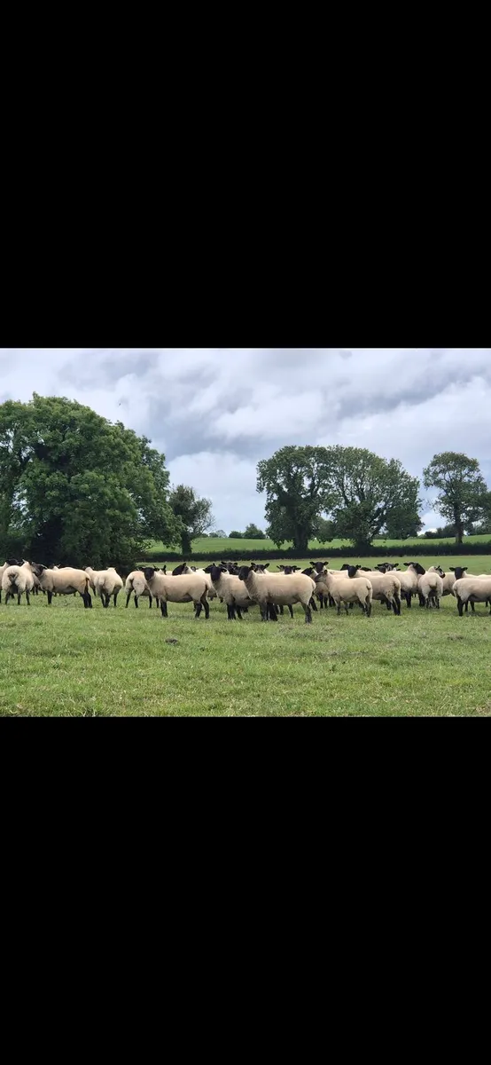 Top Quality Hoggets - Image 4