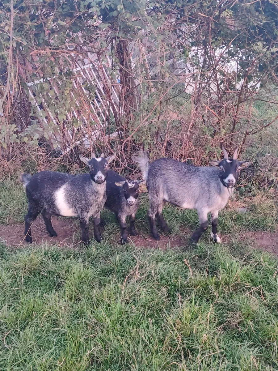 Female Pygmy Goats - Image 1