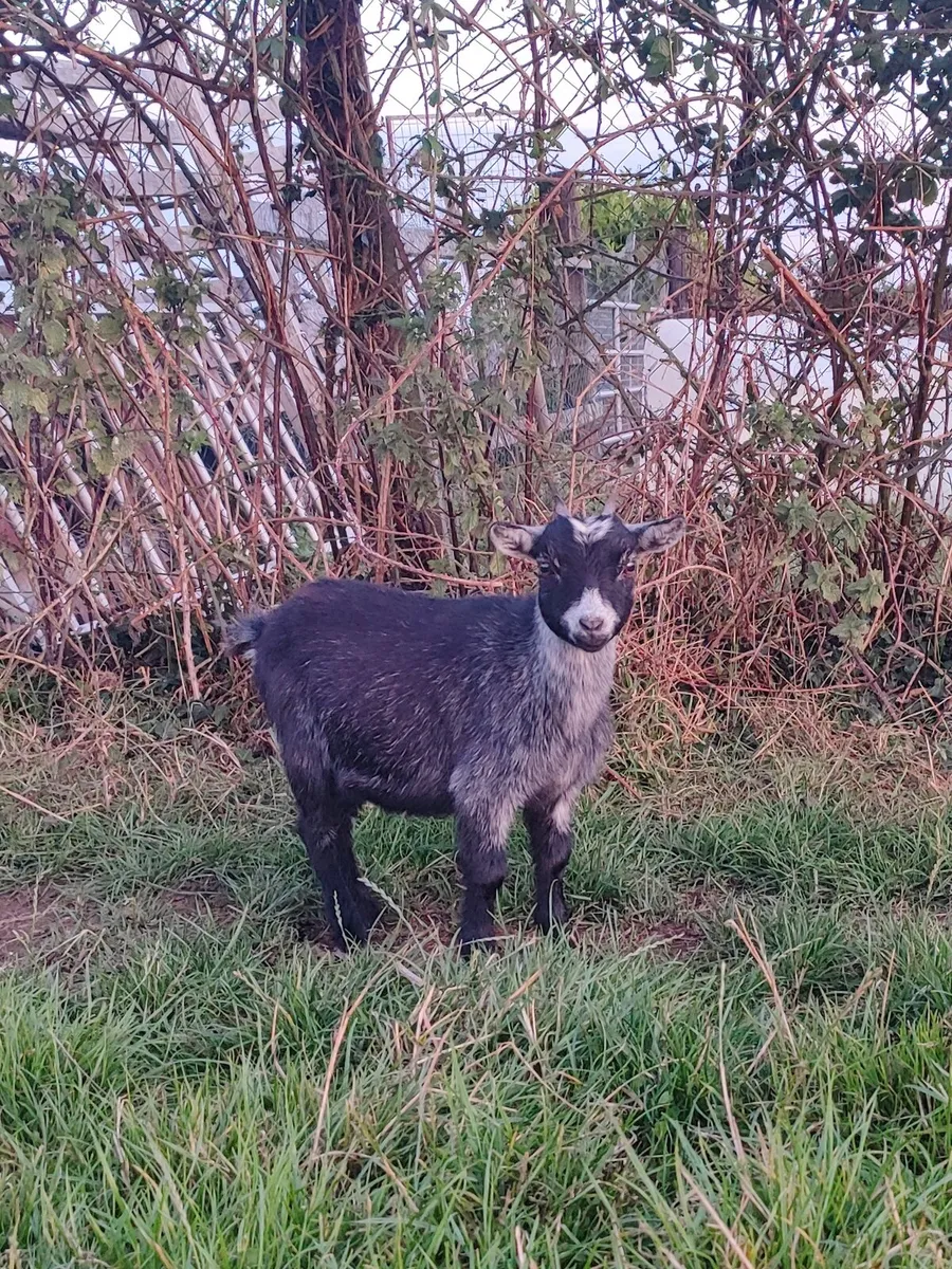 Female Pygmy Goats - Image 2