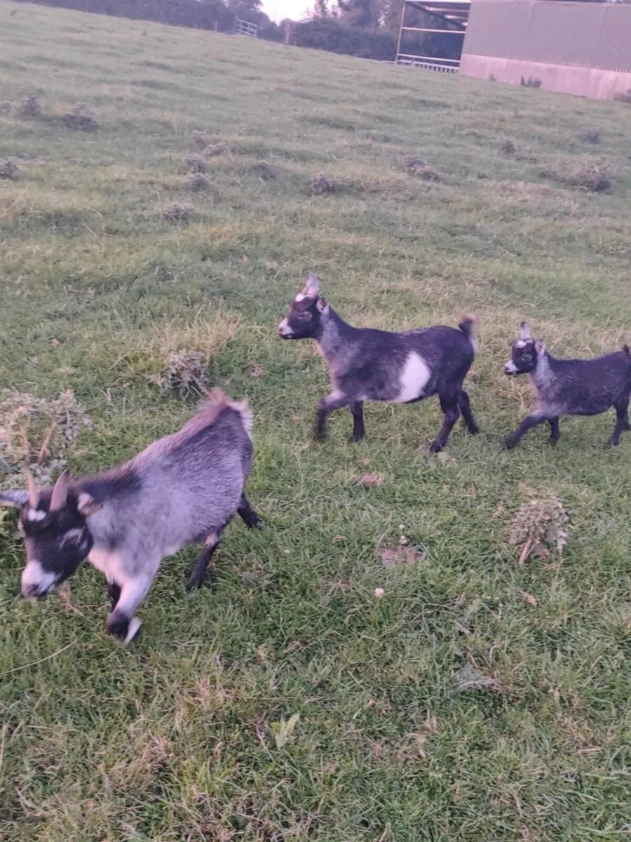 Female Pygmy Goats - Image 3