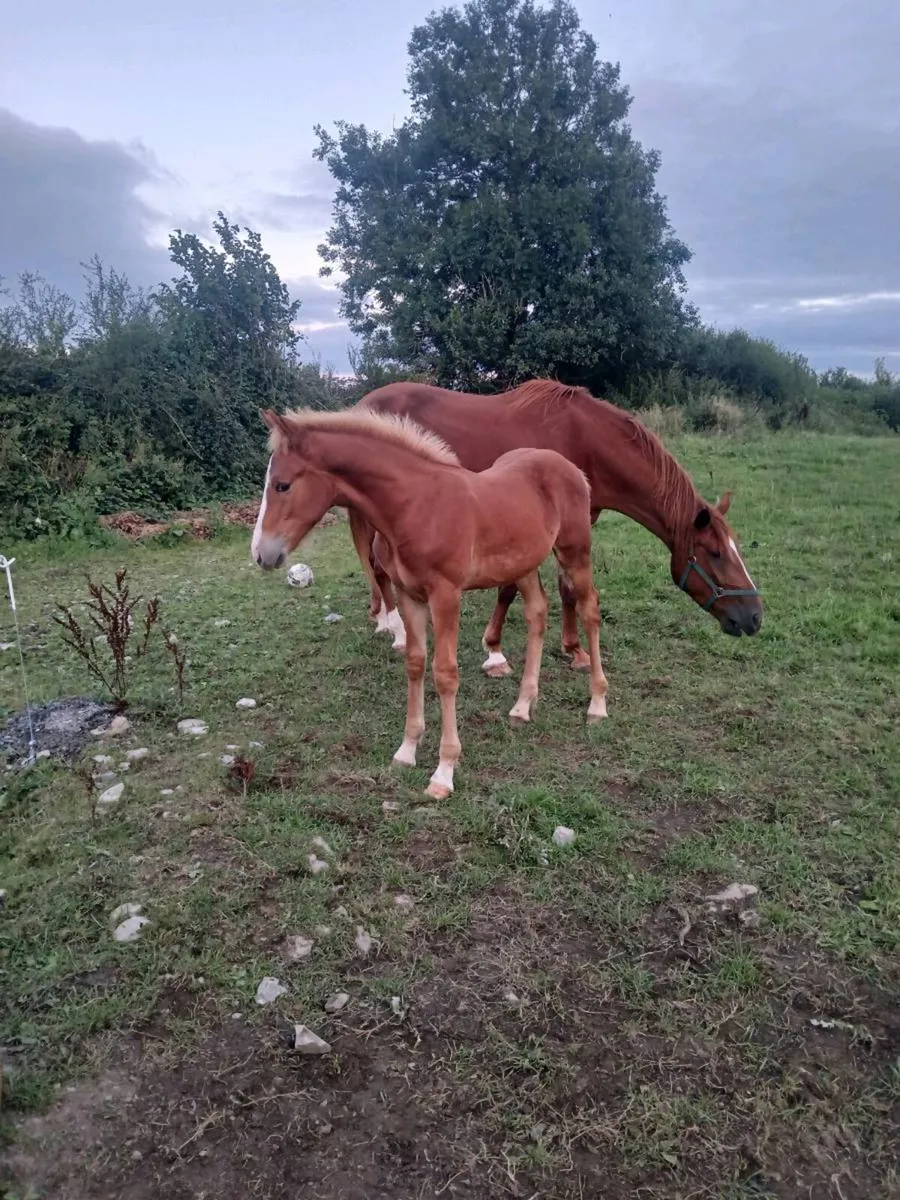 Irish Draught Colt Foal - Image 4