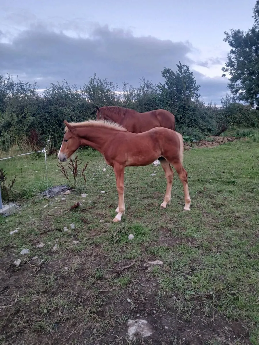 Irish Draught Colt Foal - Image 1