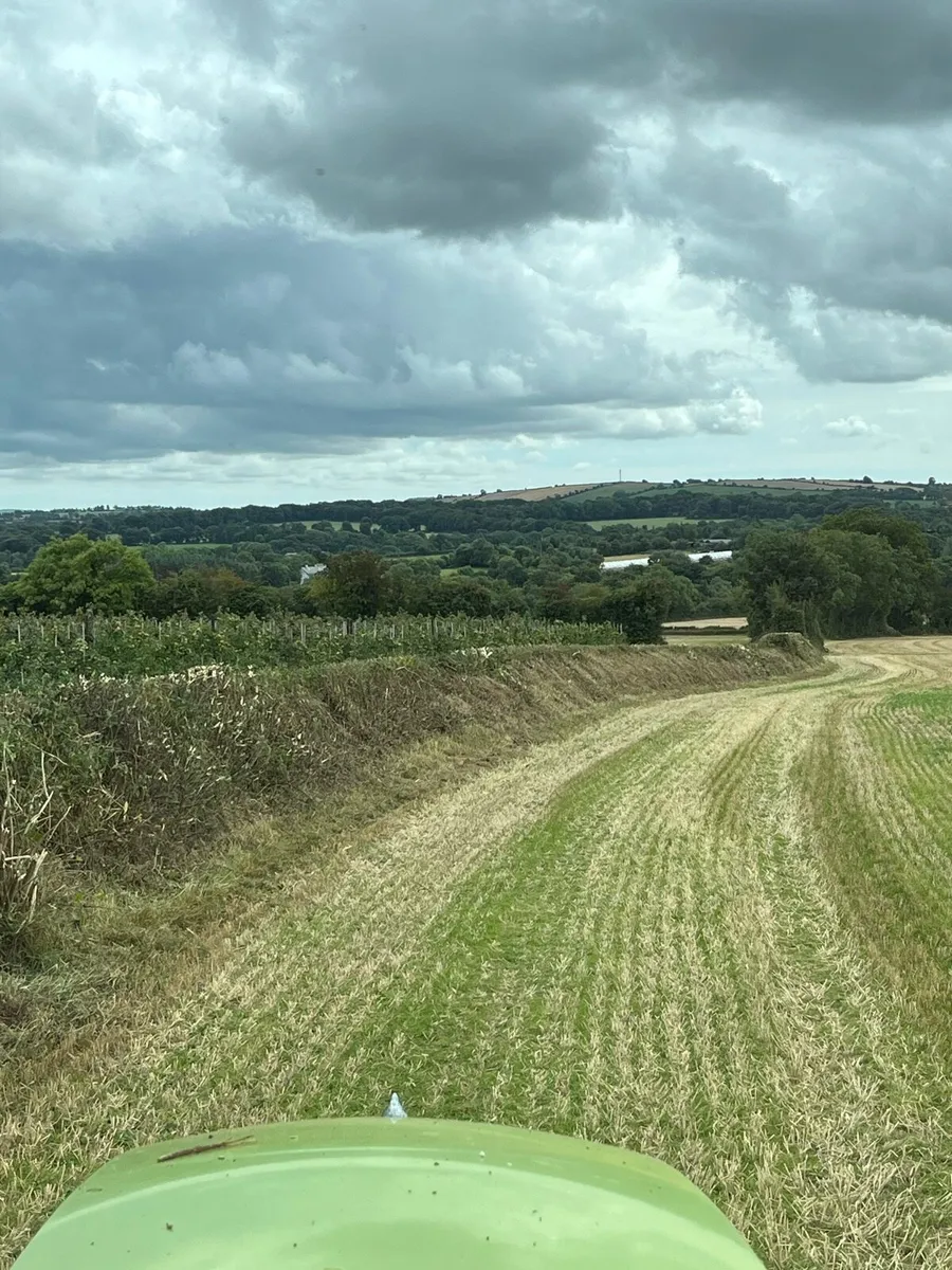 Hedge cutting service - Image 4