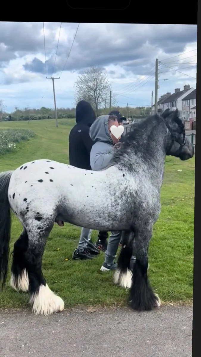 🌟🖤Little T King Bred mini pony stallion🖤🌟 - Image 2