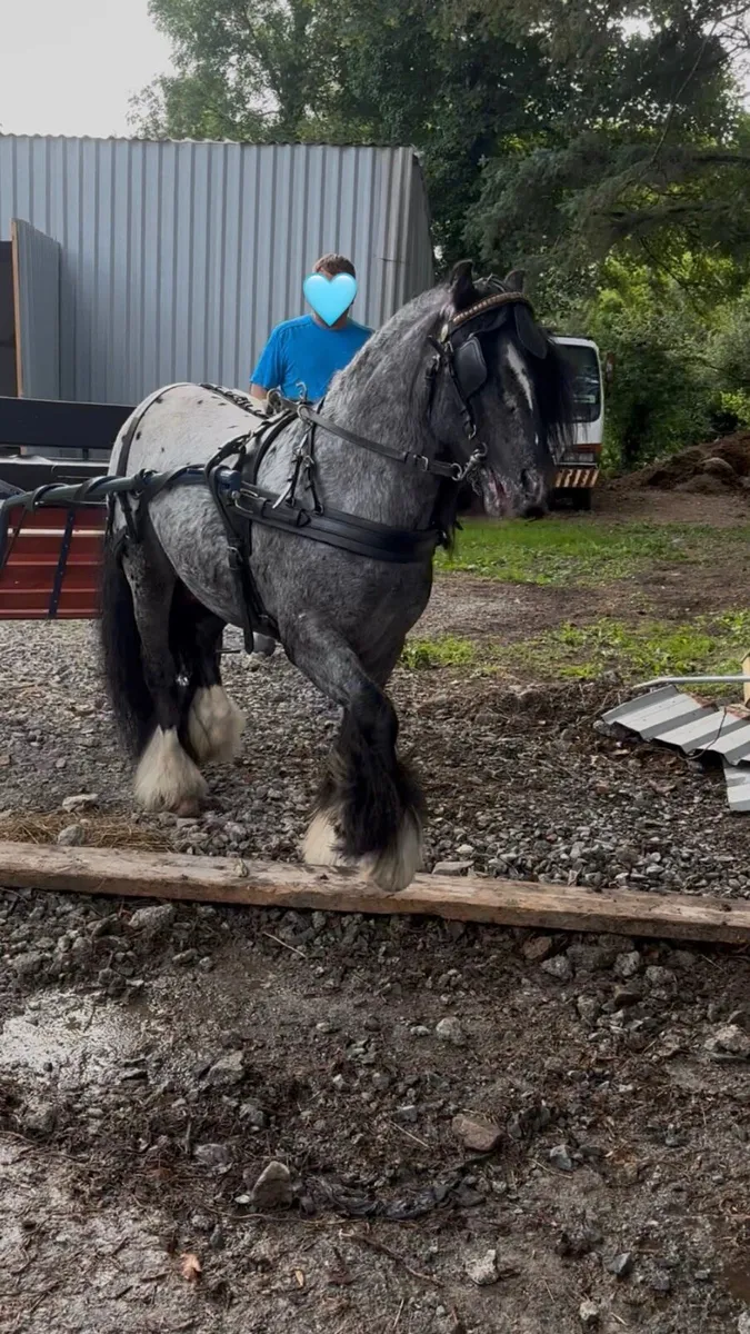 🌟🖤Little T King Bred mini pony stallion🖤🌟 - Image 3