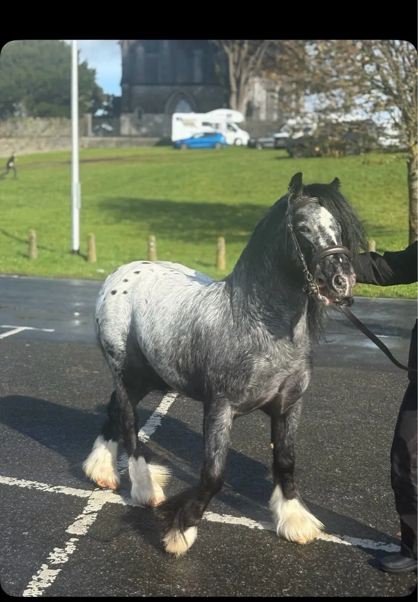 🌟🖤Little T King Bred mini pony stallion🖤🌟 - Image 4