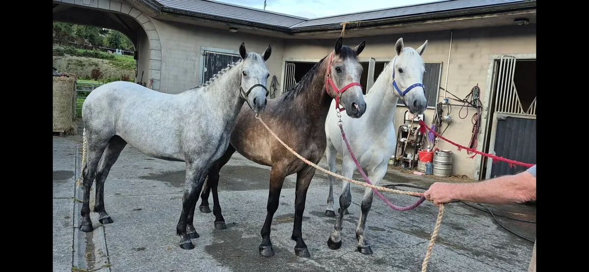 3 Connemara Tomorrow in clifden - Image 1