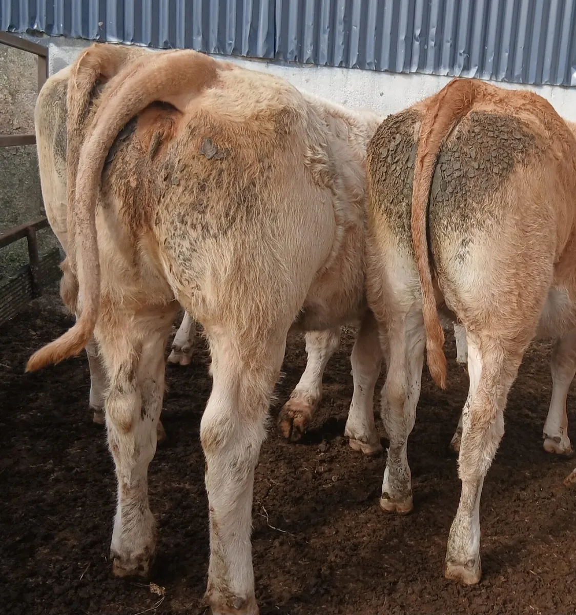 10 super  heifers - Image 2