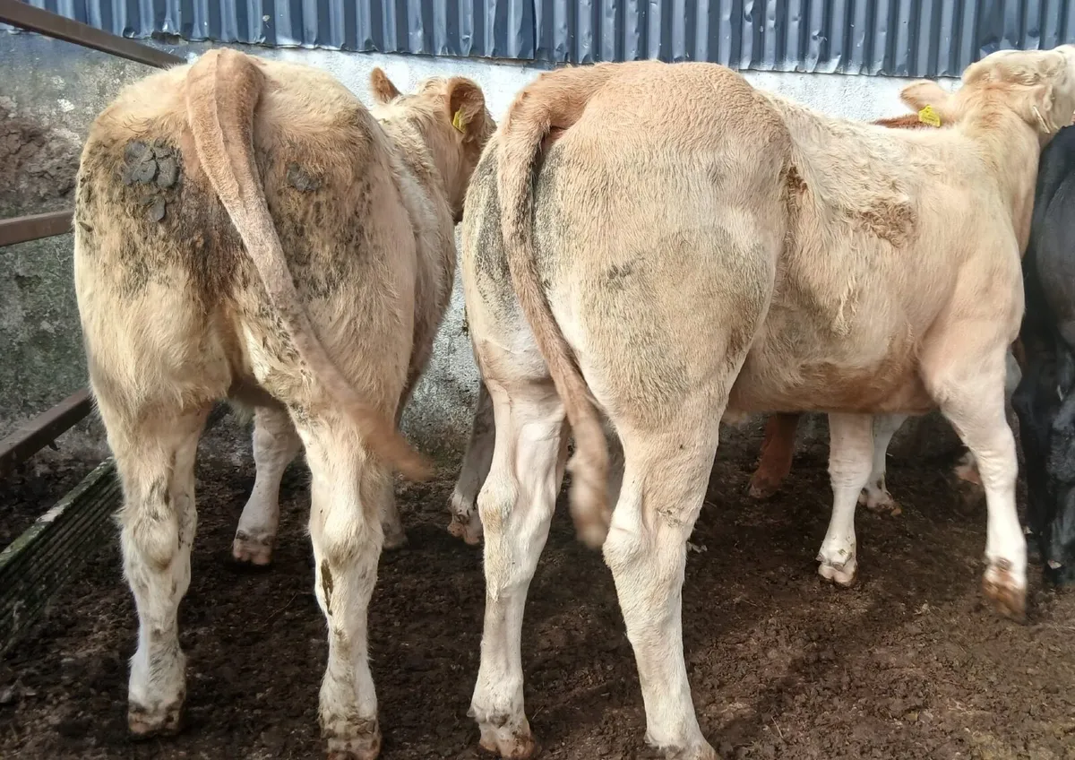 10 super  heifers - Image 3
