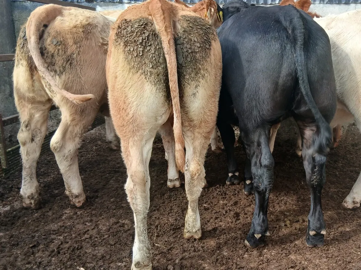 10 super  heifers - Image 4