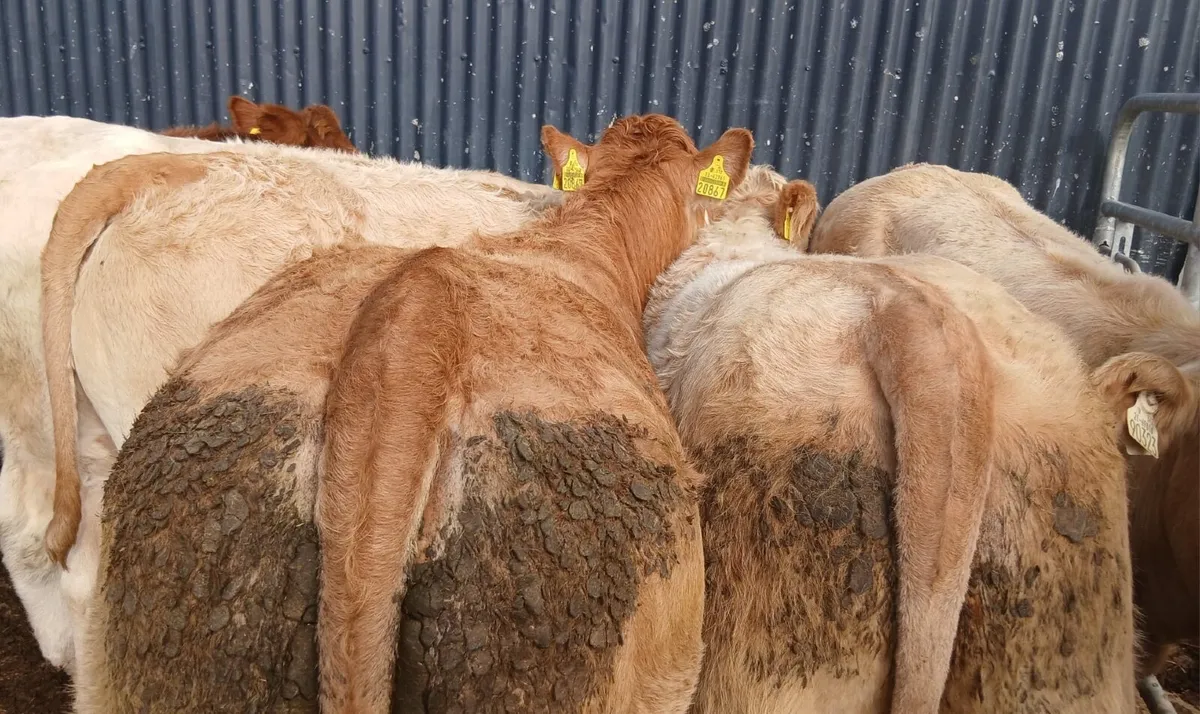 10 super  heifers - Image 1