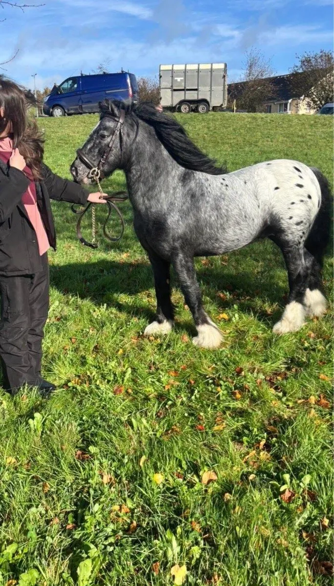 🌟🖤Little T King Bred mini pony stallion🖤🌟 - Image 1