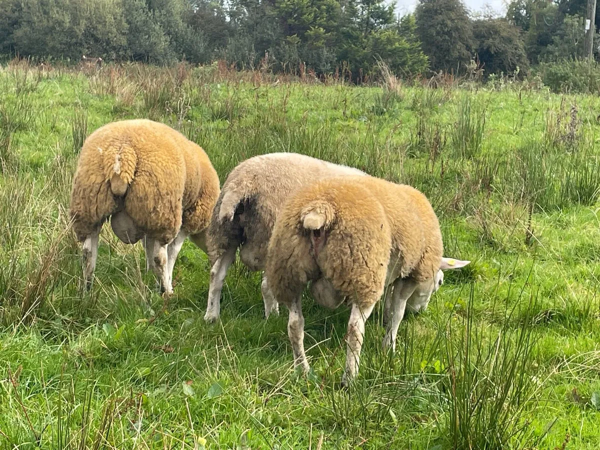 Pedigree registered Texel ram lambs - Image 4