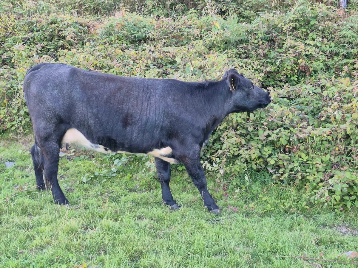 Organic suckler with saler bull calf - Image 1