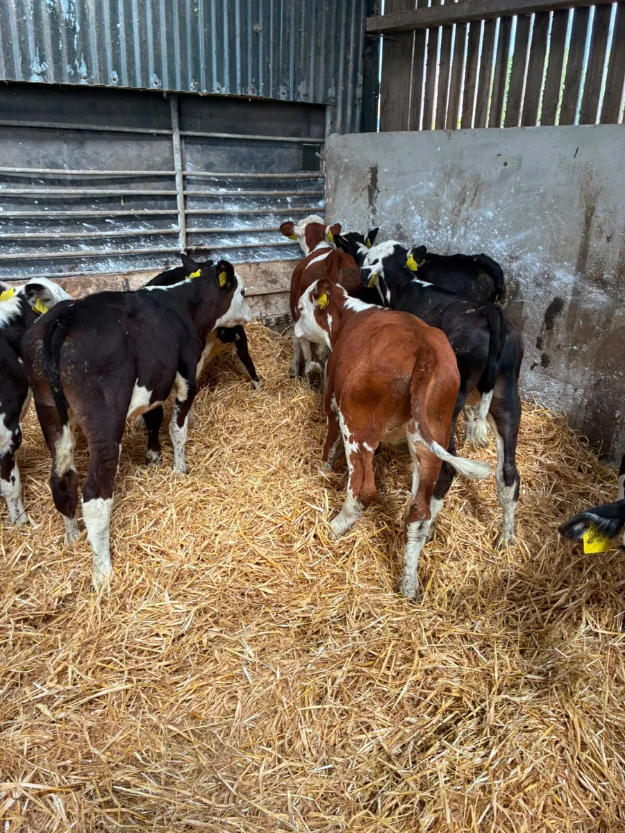 Hereford bulls - Image 2