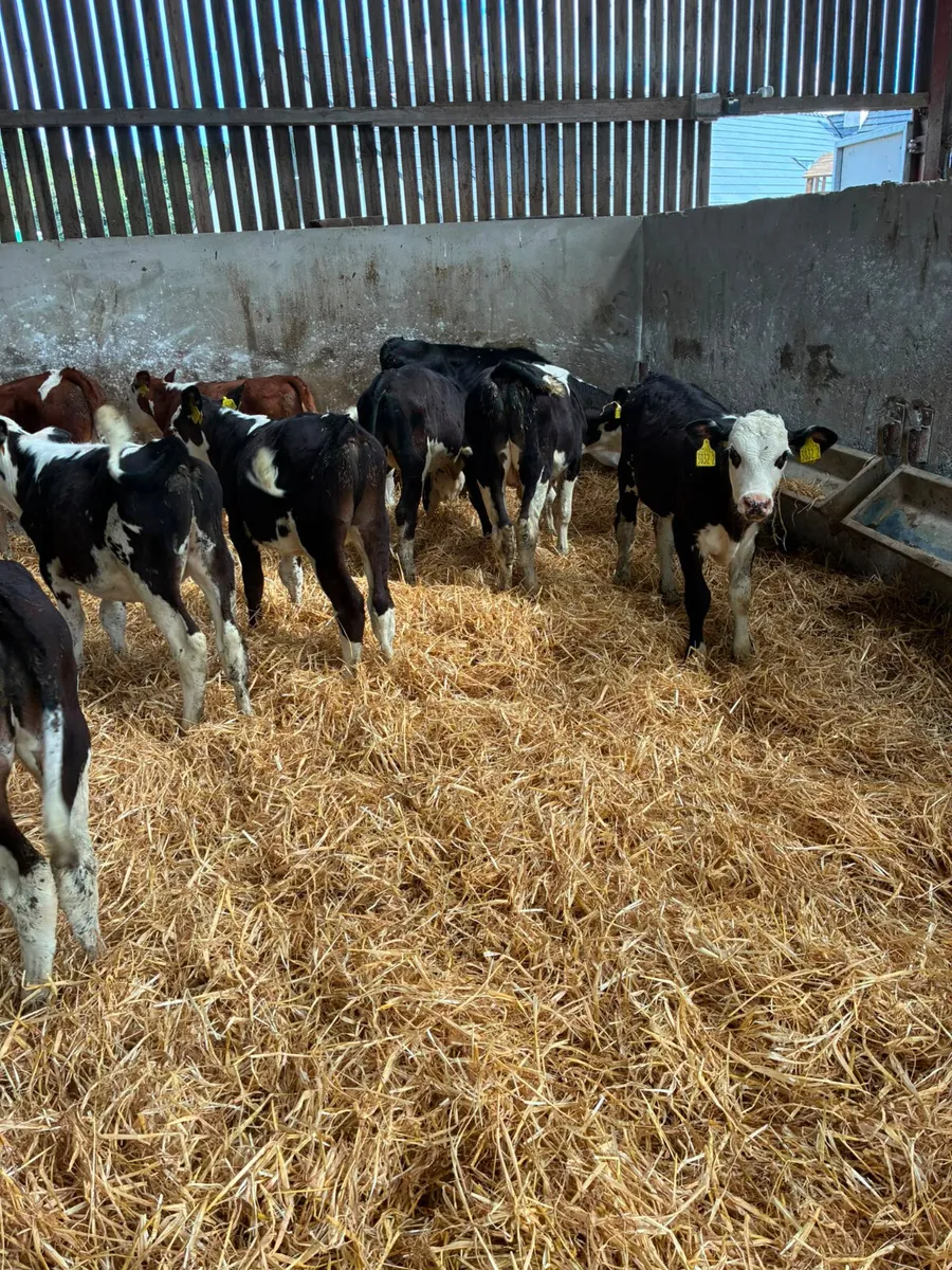 Hereford bulls - Image 4