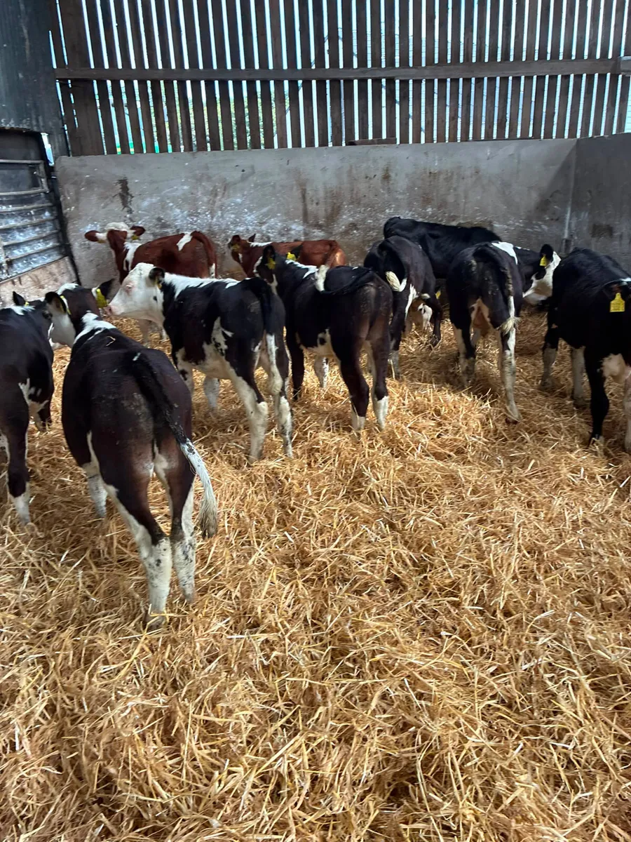 Hereford bulls - Image 3