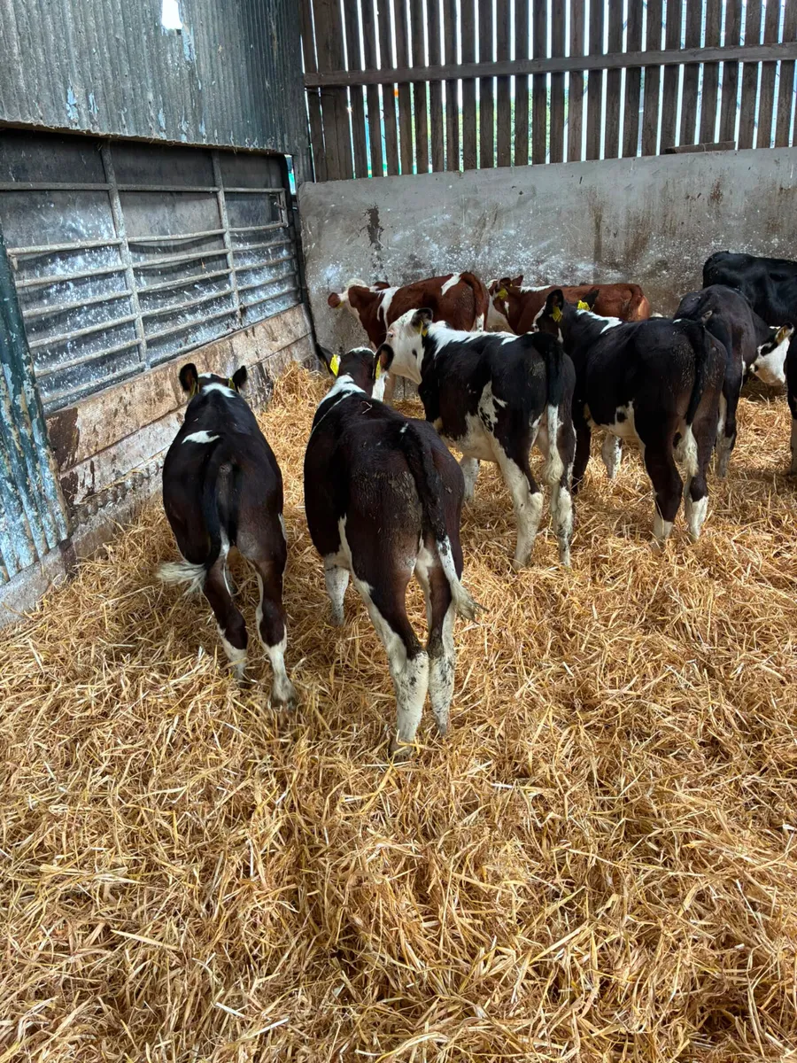 Hereford bulls - Image 1