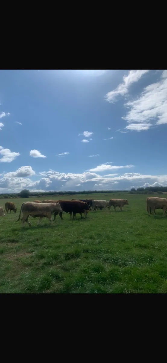 30 top quality bullocks for sale - Image 2