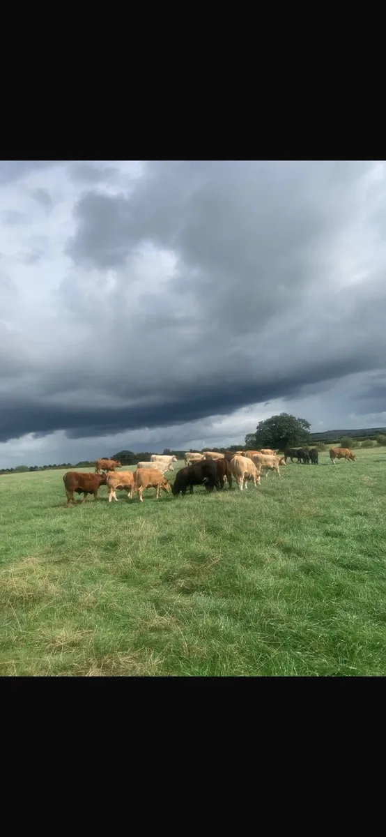 30 top quality bullocks for sale - Image 3