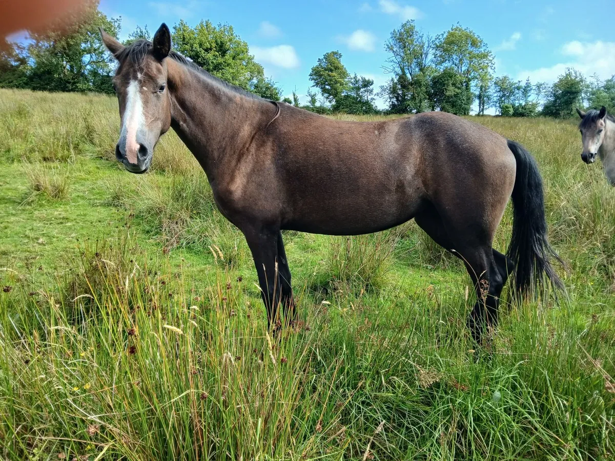 Connemara filly - Image 2
