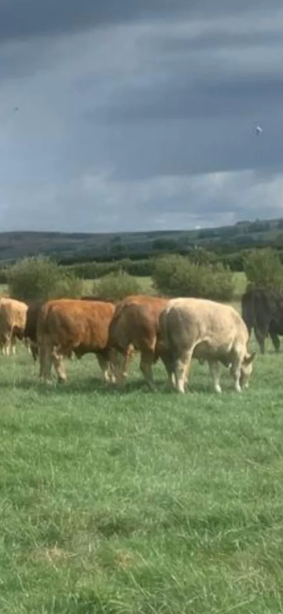 30 top quality bullocks for sale - Image 1