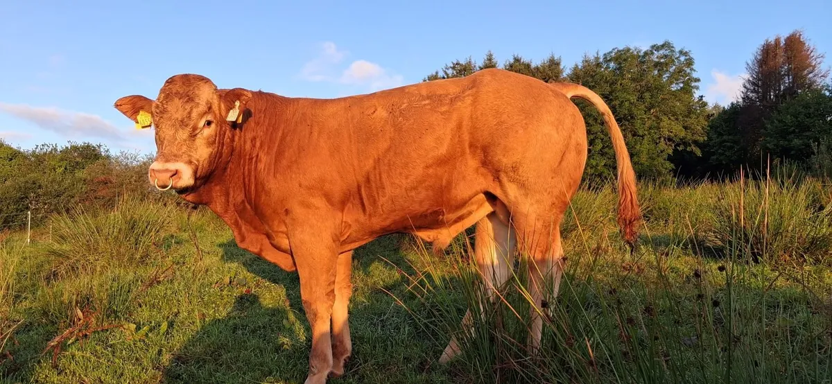 TOP QUALITY PEDIGREE REGISTERED LIMOUSIN BULLS - Image 4