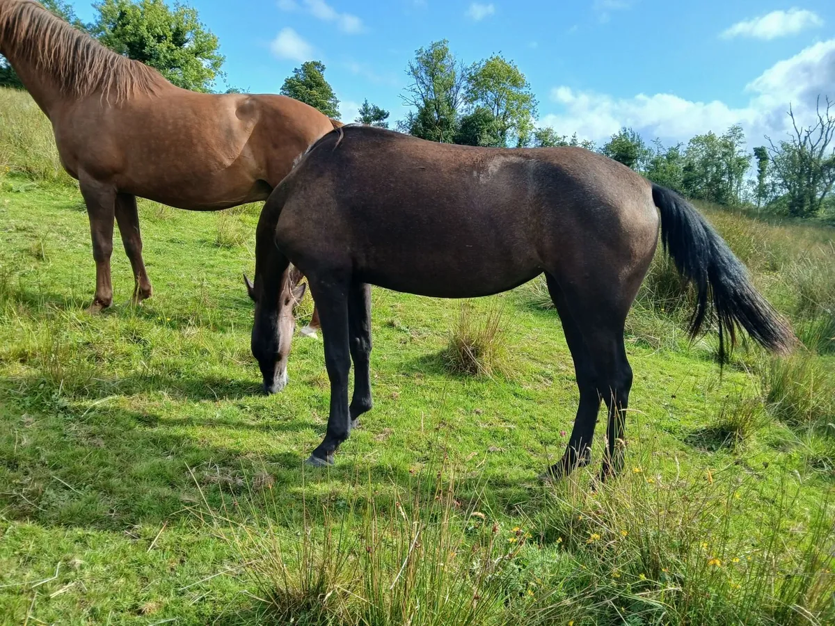Connemara filly - Image 3