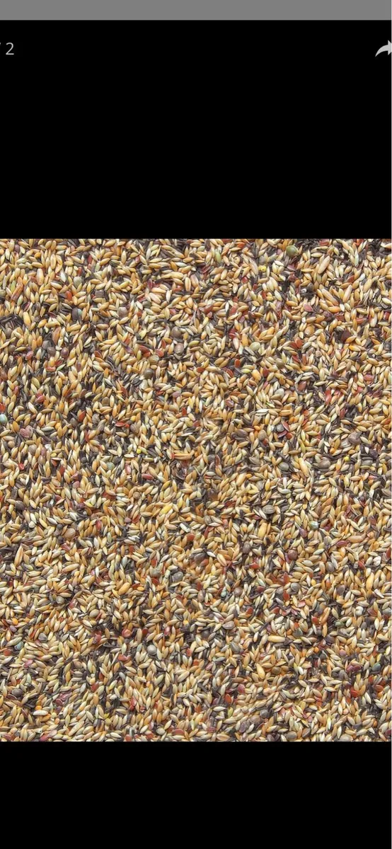 Bird seeds - Image 2