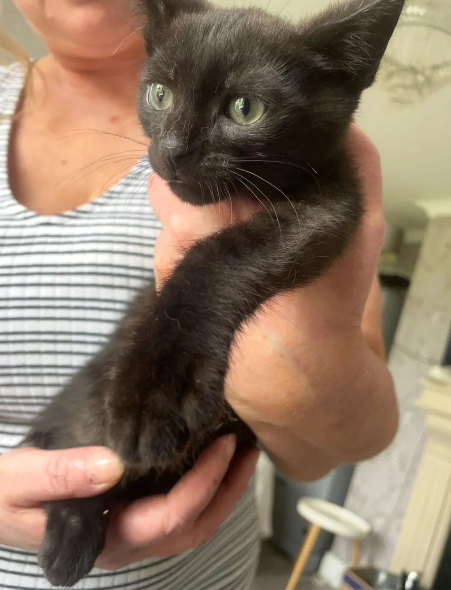Two Lovely 4-Month-Old Kittens – Male & Female - Image 1