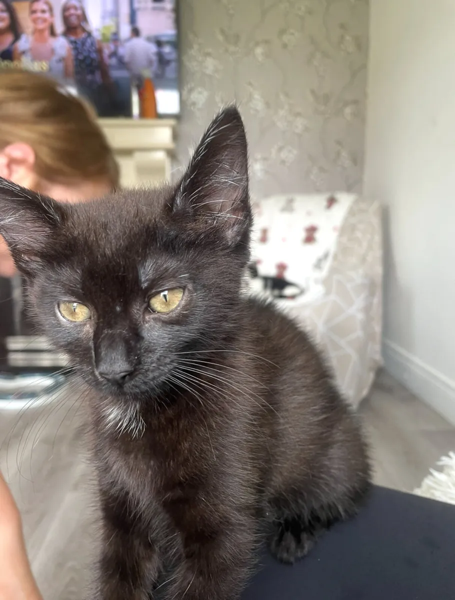 Two Lovely 4-Month-Old Kittens – Male & Female - Image 2
