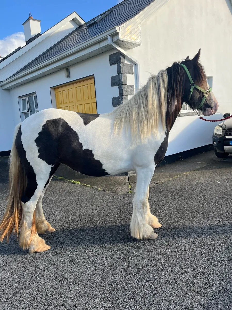 Cob filly - Image 2