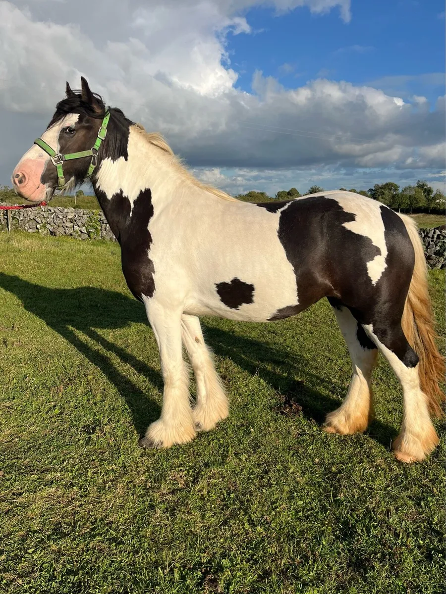 Cob filly - Image 1