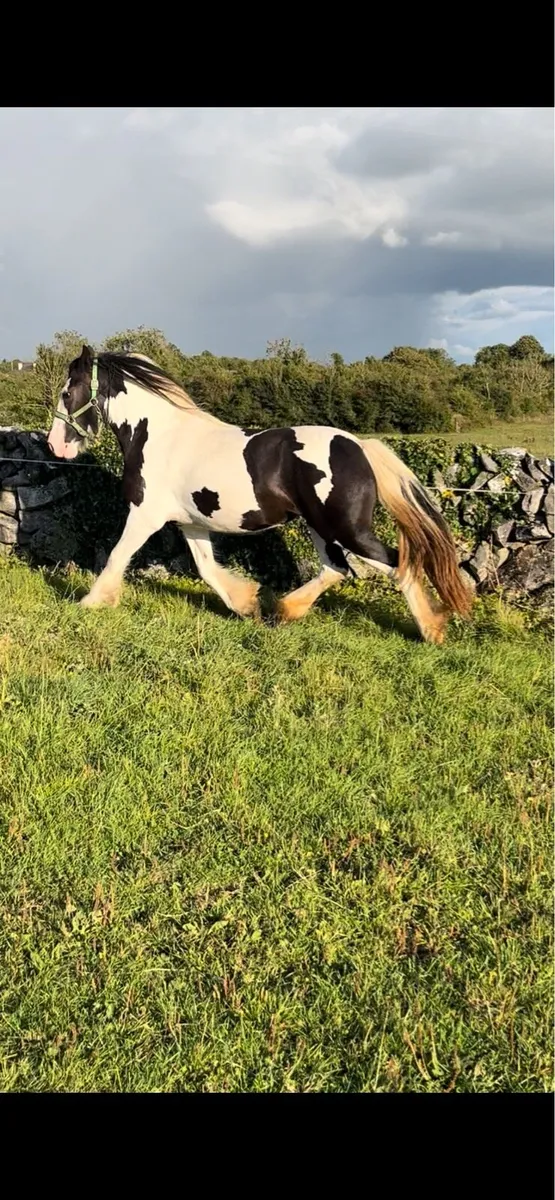 Cob filly - Image 4