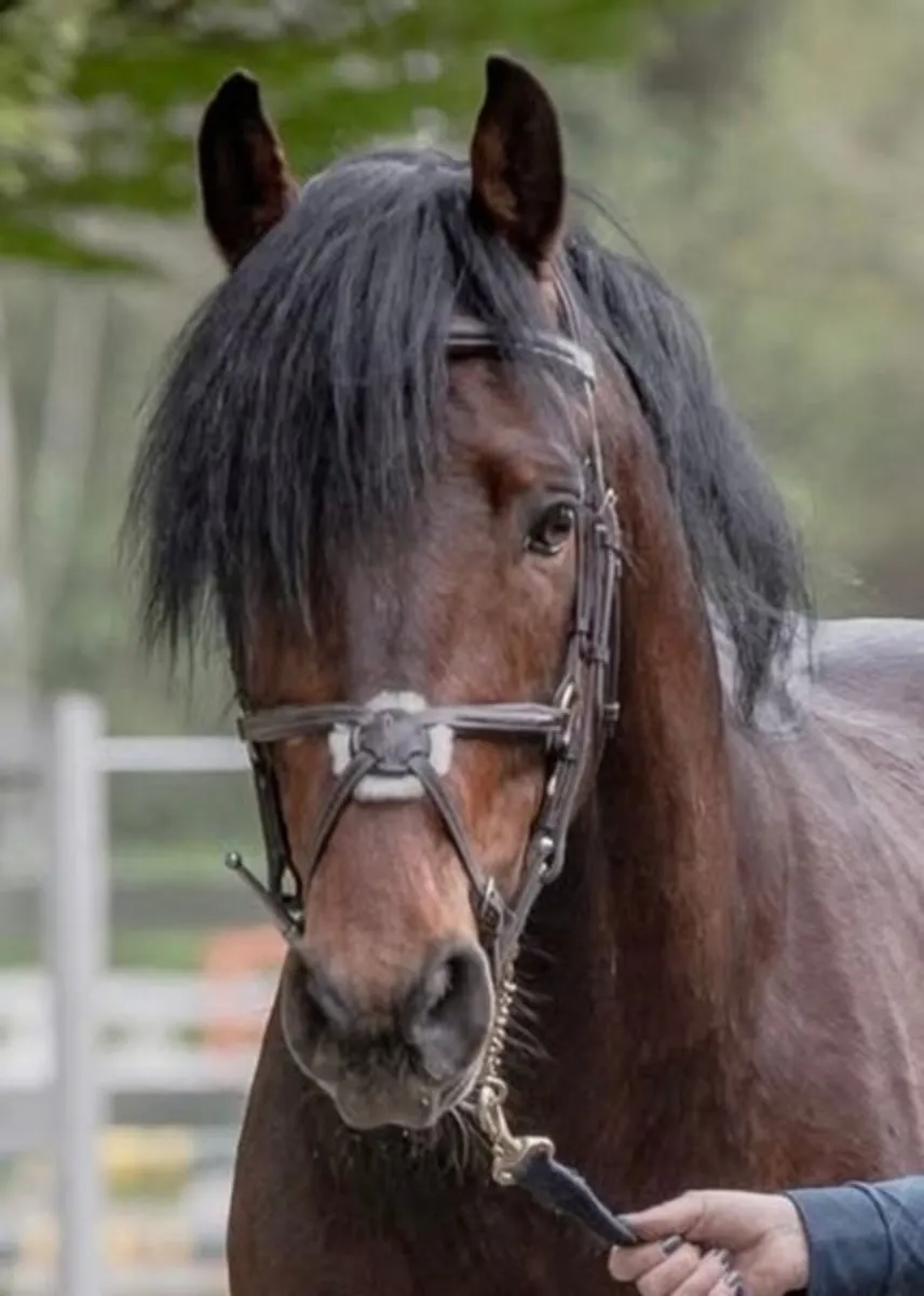 146 Connemara Stallion - Image 1