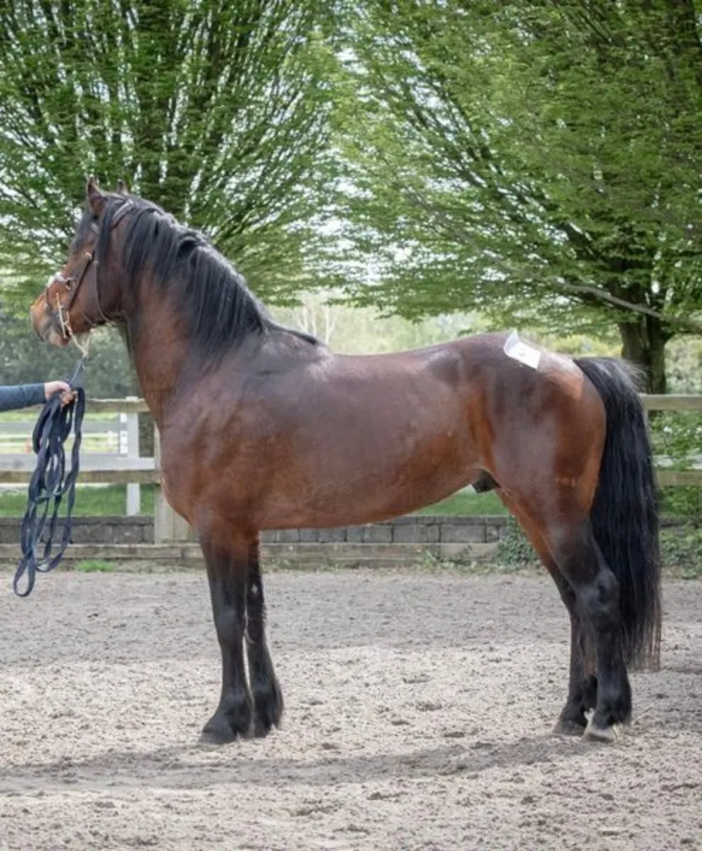 146 Connemara Stallion - Image 2