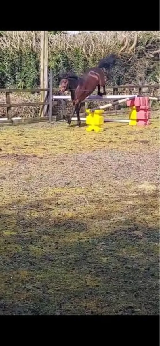 146 Connemara Stallion - Image 3