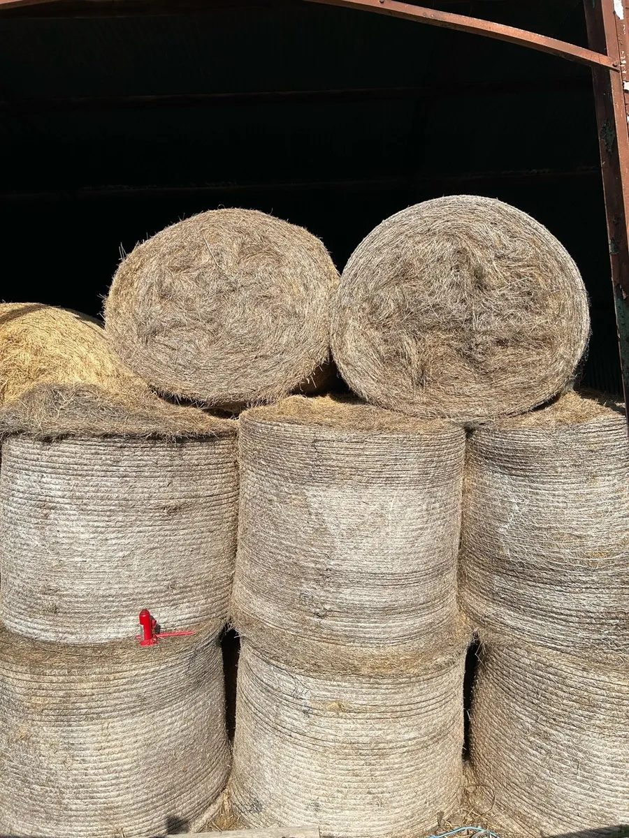 Hay - Image 2