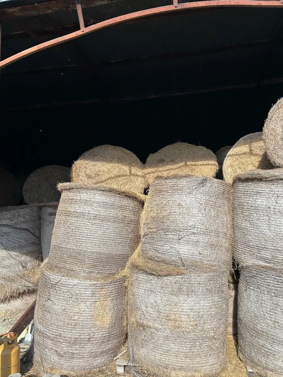 Hay - Image 4