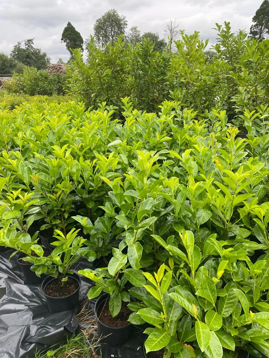 POTTED LAUREL HEDGING  2-3FT - Image 2