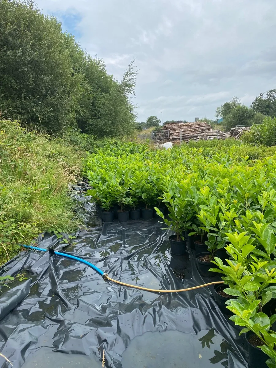 POTTED LAUREL HEDGING  2-3FT - Image 1