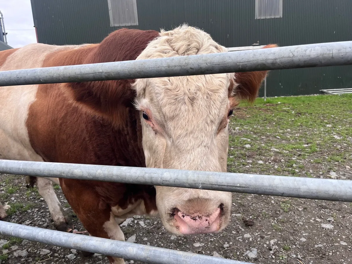 Seminal Polly Bull - Image 4
